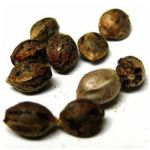 Семена марихуаны АК-47  (Seeds AK-47) в Холме